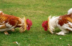 Córka króla zamieszana w organizację walk kogutów