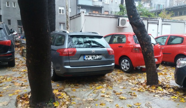 Stabla Drveće Prote Mateje 36 Vračar