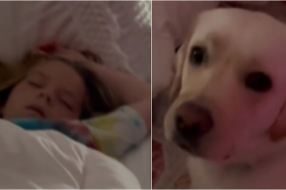 Pas je došao do njih i uznemireno se vrteo, onda ih je odveo u sobu njihove ćerke, čim su je videli odmah su POZVALI DOKTORA! (VIDEO)
