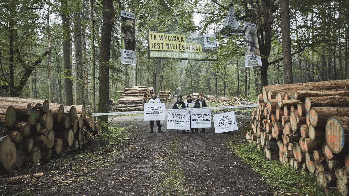 Dziś rano kilkunastu obrońców przyrody rozpoczęło blokadę wywózki drewna z Puszczy Białowieskiej w Nadleśnictwie Białowieża. Odbywa się ona w tym samym miejscu, w którym została przerwana w piątek w ubiegłym tygodniu. Aktywiści wrócili tutaj, ponieważ obawiają się, że zostaną stąd wywiezione ścięte wcześniej drzewa.