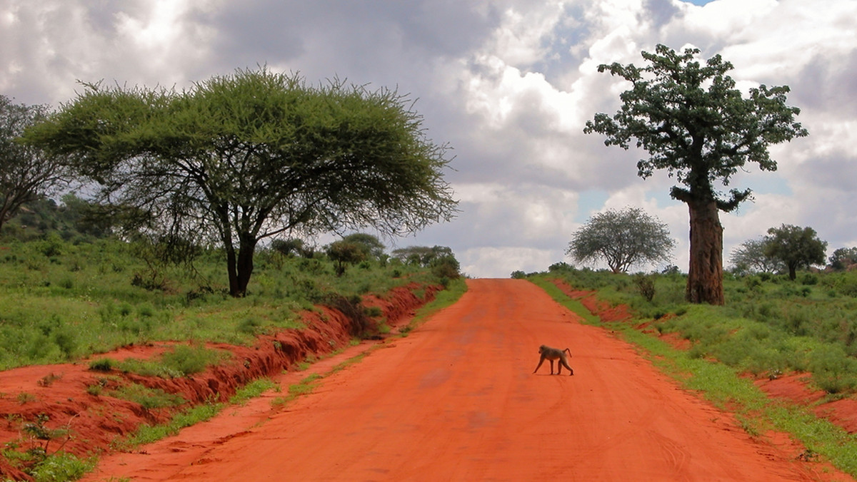 Grupa uzbrojonych ludzi wdarła się w niedzielę przed świtem do kenijskiego ośrodka wypoczynkowego Kiwayu Safari Village koło granicy z Somalią. Napastnicy zastrzelili Brytyjczyka oraz porwali kobietę - poinformowały lokalne władze.