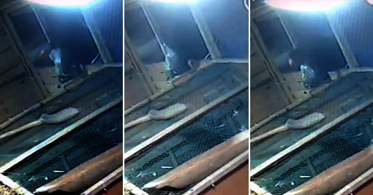 Takie sceny przy żywej szopce. Podłe zachowanie. Pokazano nagranie