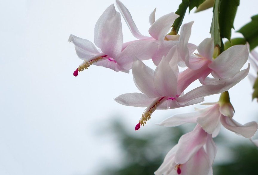 Kwitnący grudnik (Schlumbergera)