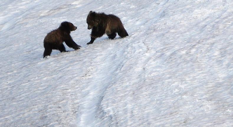 Grizzly bear cubs play on the snow in the Hayden Valley in Yellowstone National Park, Wyoming, June 24, 2011. Picture taken June 24, 2011.