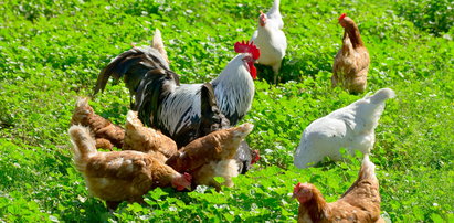 Skażone kurczaki mogły trafić do Polski