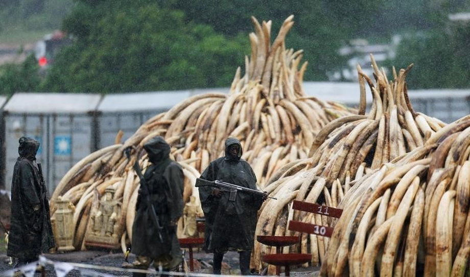 Kenya Wildlife Service rangers stand guard in the rain near stacks of elephant tusks, part of an estimated 105 tonnes of confiscated ivory from smugglers and poachers, at Nairobi National Park near Nairobi.