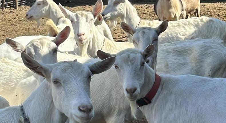 Eight of the goats were pregnant [Drake Family Farms]