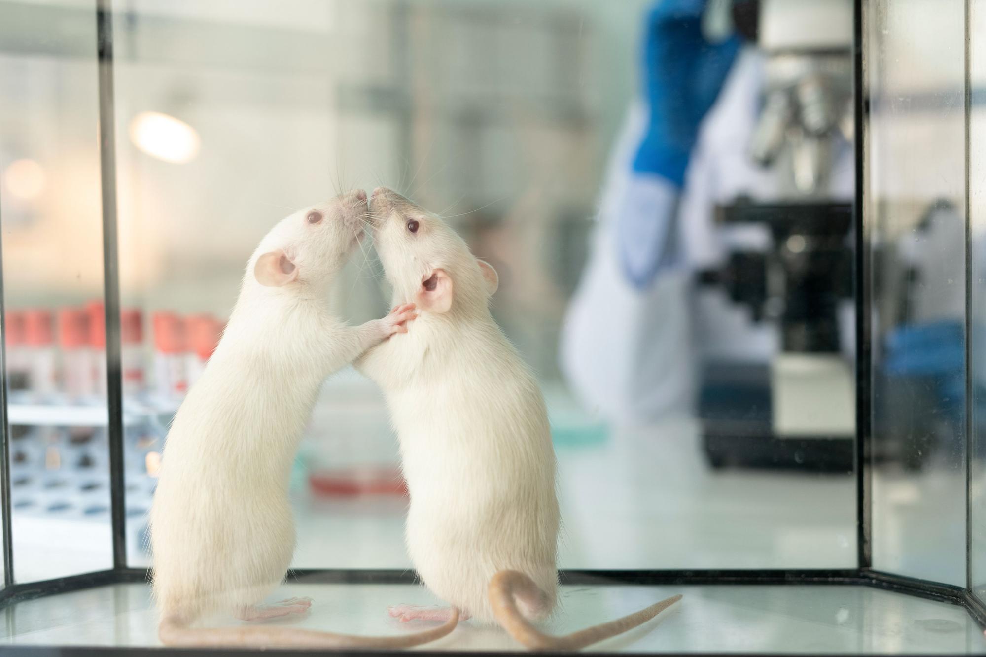 Najstarší potkan sveta by mal v ľudských podmienkach až 126 rokov.