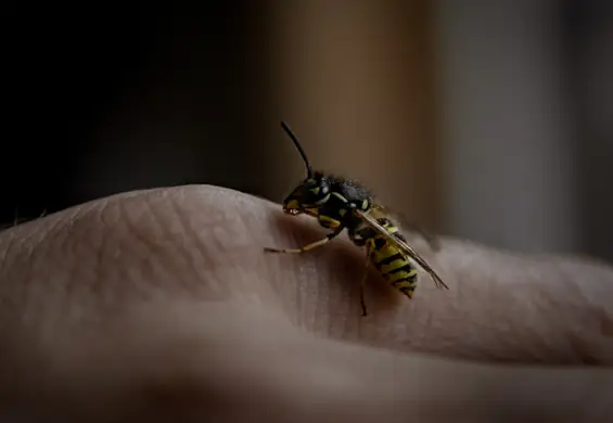 Siedem domowych i aptecznych sposobów na użądlenie osy. Zaoszczędzą ci bólu