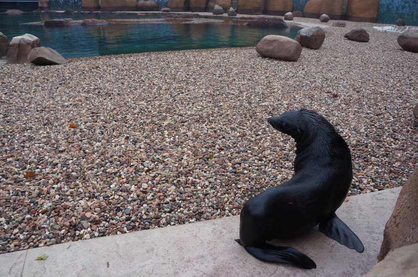 Nelson (8 l.), samiec alfa w stadzie kotików we wrocławskim Afrykarium