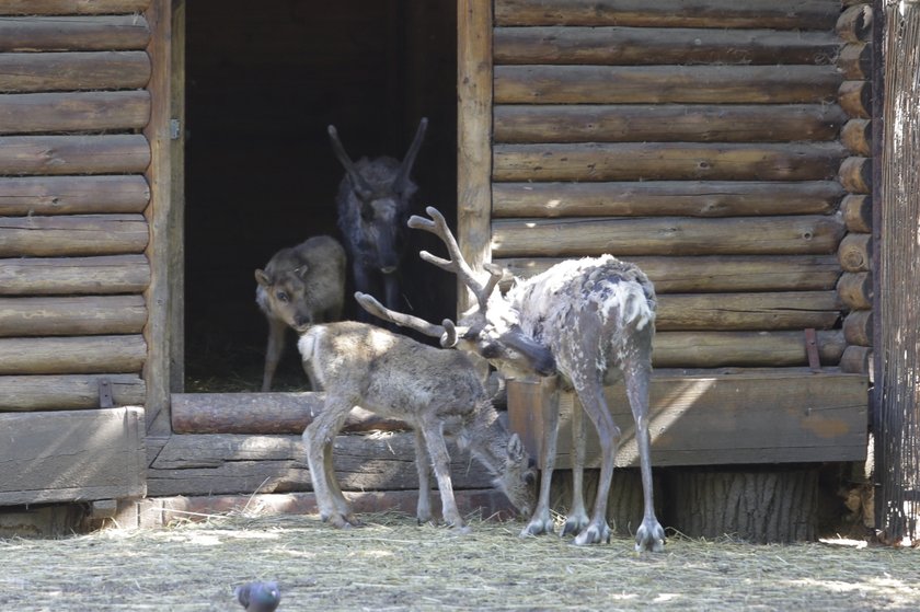 Zoo Wrocław