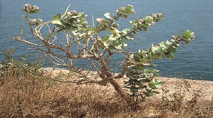 Calotropis gigantea cserje