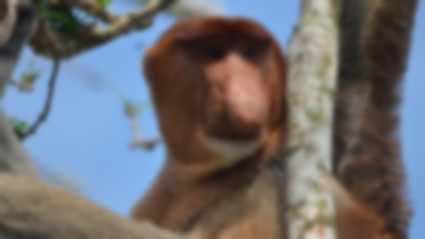Nosacz - najseksowniejsza małpa świata