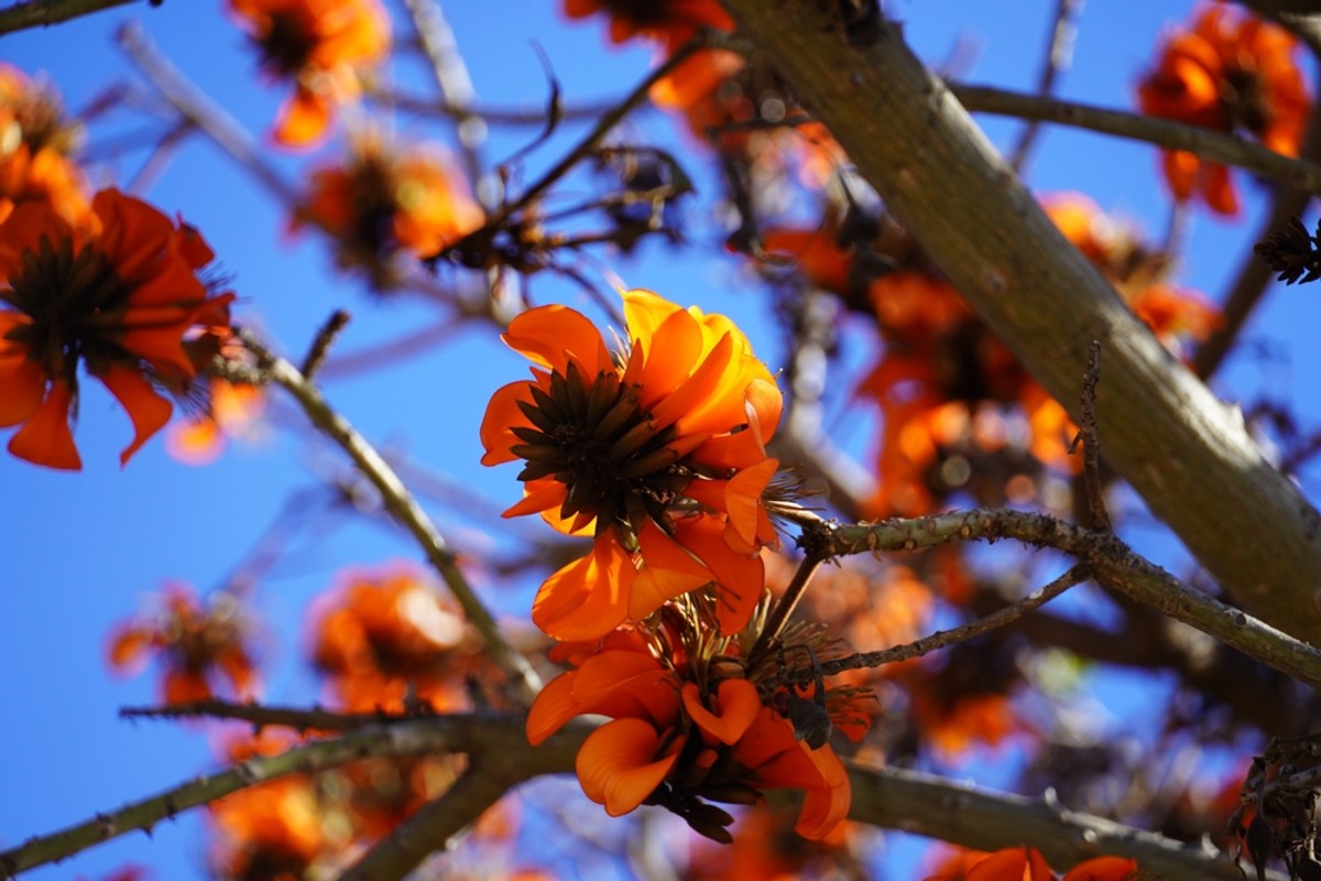 Koralodrzew czyli erythrina caffra, a już niedługo erythrina affra