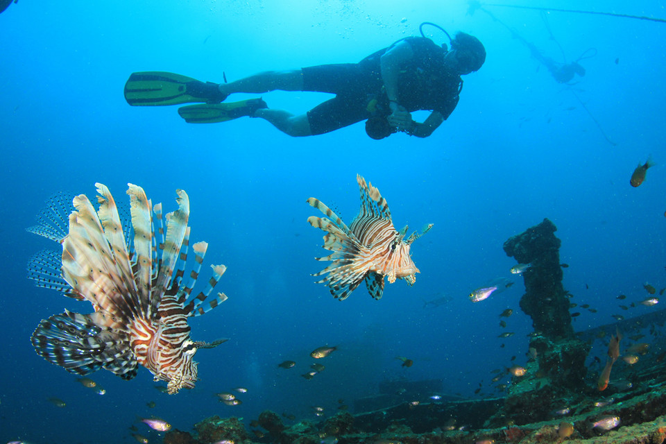 Ryba skrzydlica (Pterois, ognica)