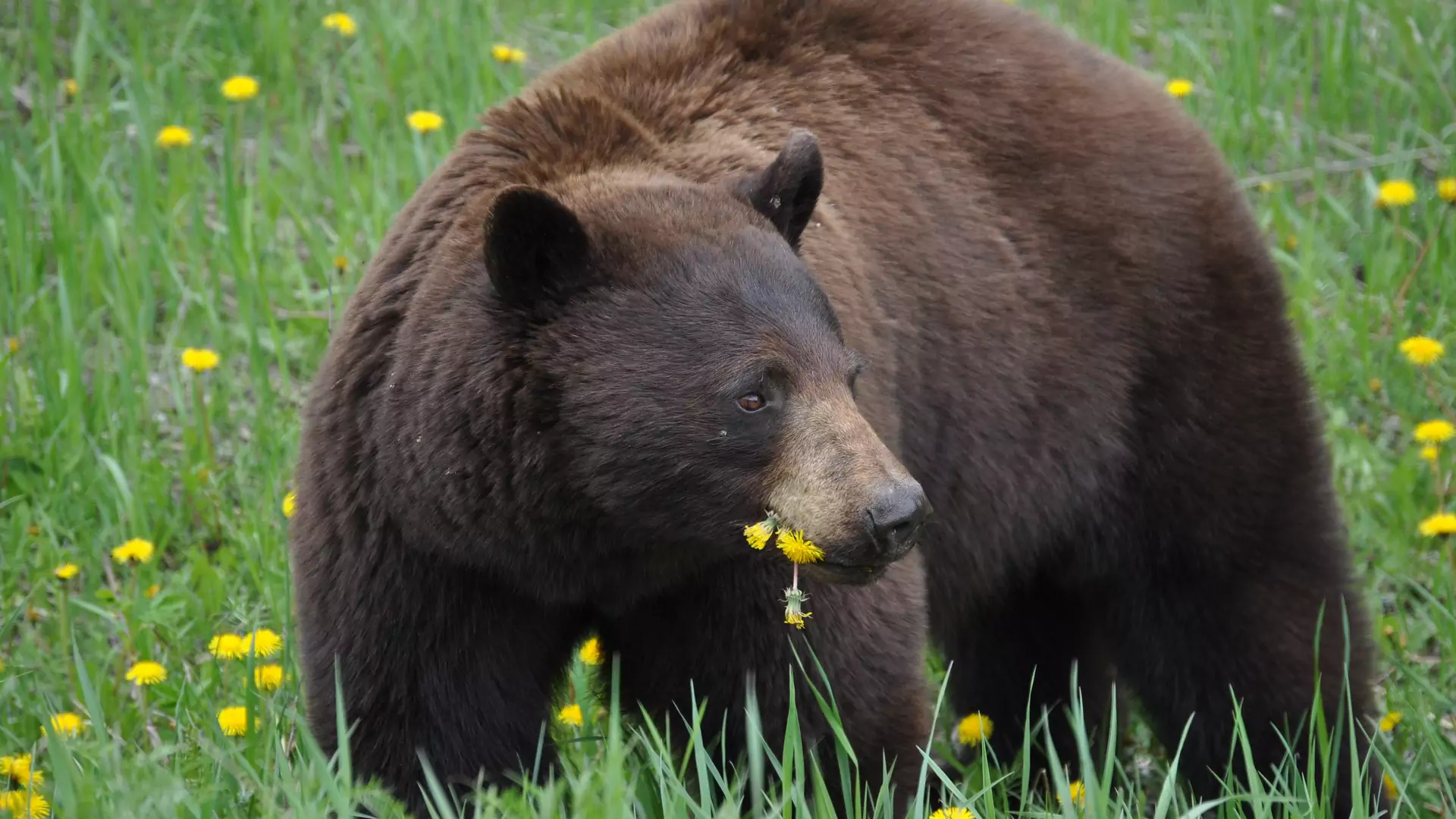 Selfie z niedźwiedziem - niebezpieczna moda wśród turystów w Bieszczadach