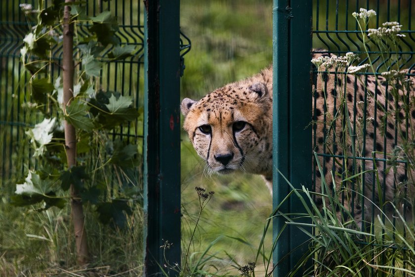 Gepardy z gdańskiego zoo