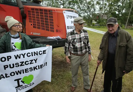 W wycince chodzi tylko o kasę? Przez Warszawę przejdzie Marsz dla Puszczy