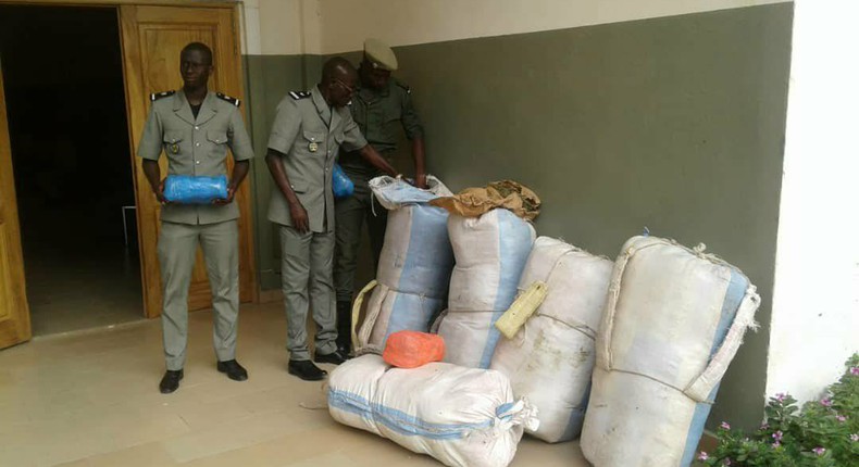 860 Kg de chanvre indien saisis par la Douane