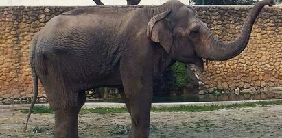 Tragedia w hiszpańskim zoo. Wszystkiemu winna depresja i samotność