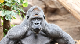 Kitört a pánik: egy gorilla betörte kifutójának üvegét az állatkertben – videó