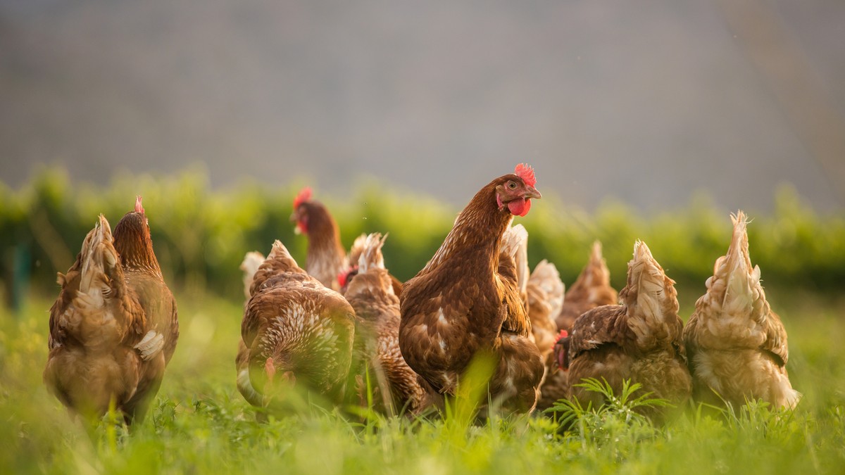 Kokoške padaju u drugi plan, seljaci se okreću isplativijoj živini: Više jaja, manje problema 