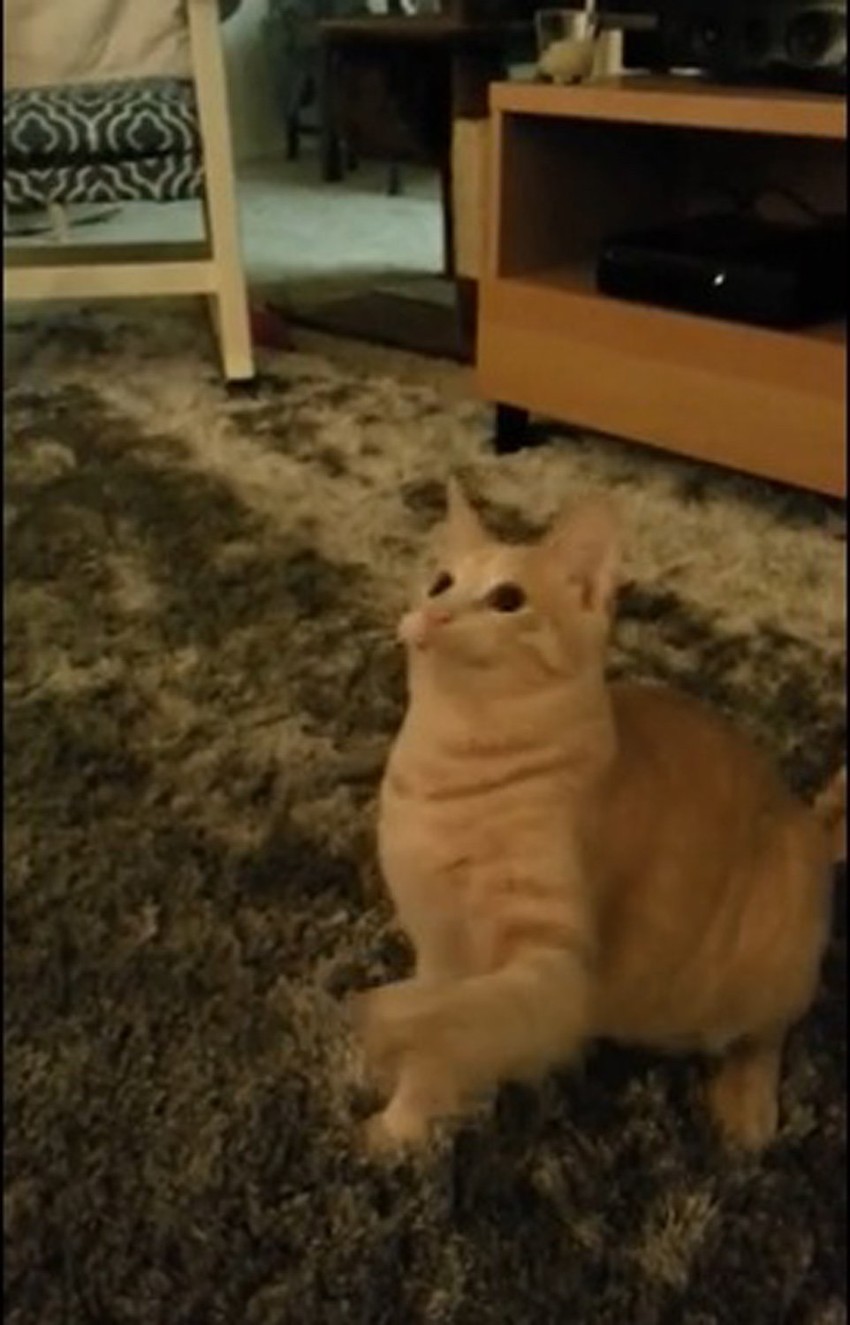 Mačka ne skida pogled sa igračke