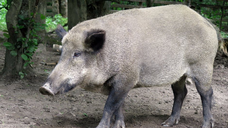 W piątek 2 września w pobliżu ogródków działkowych przy ulicy Poznańskiej w Legnicy doszło do ataku dzika na dziecko