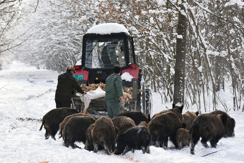 Divlje svinje mogu da budu pretnja