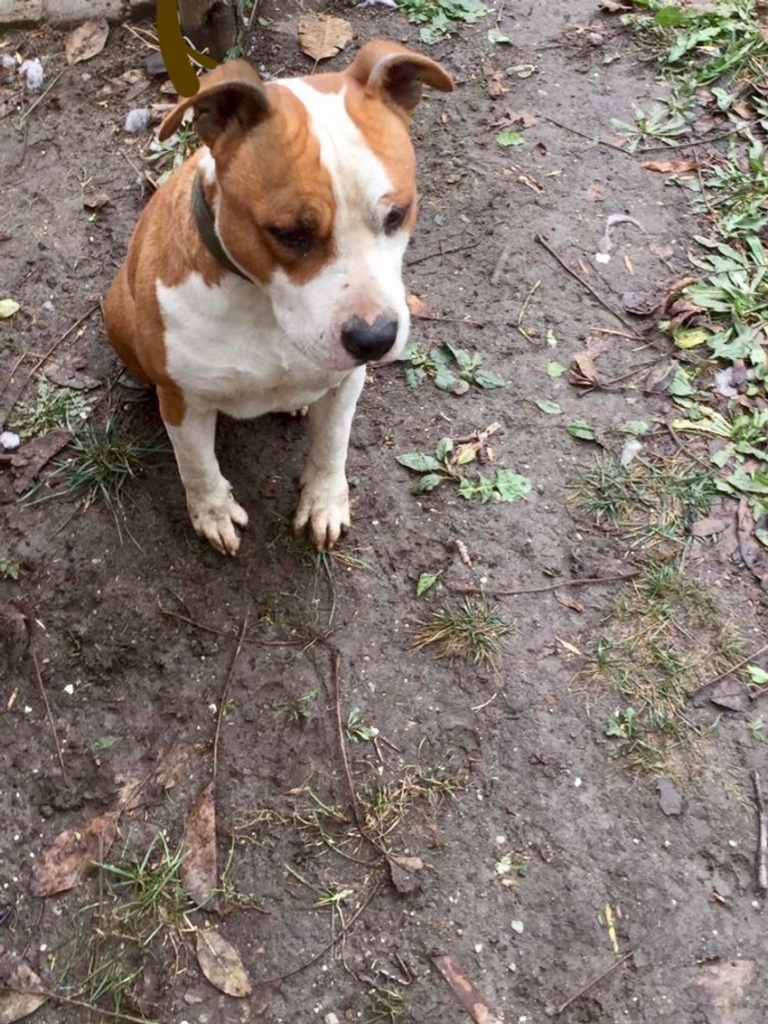 Konačno pronađen mezimac