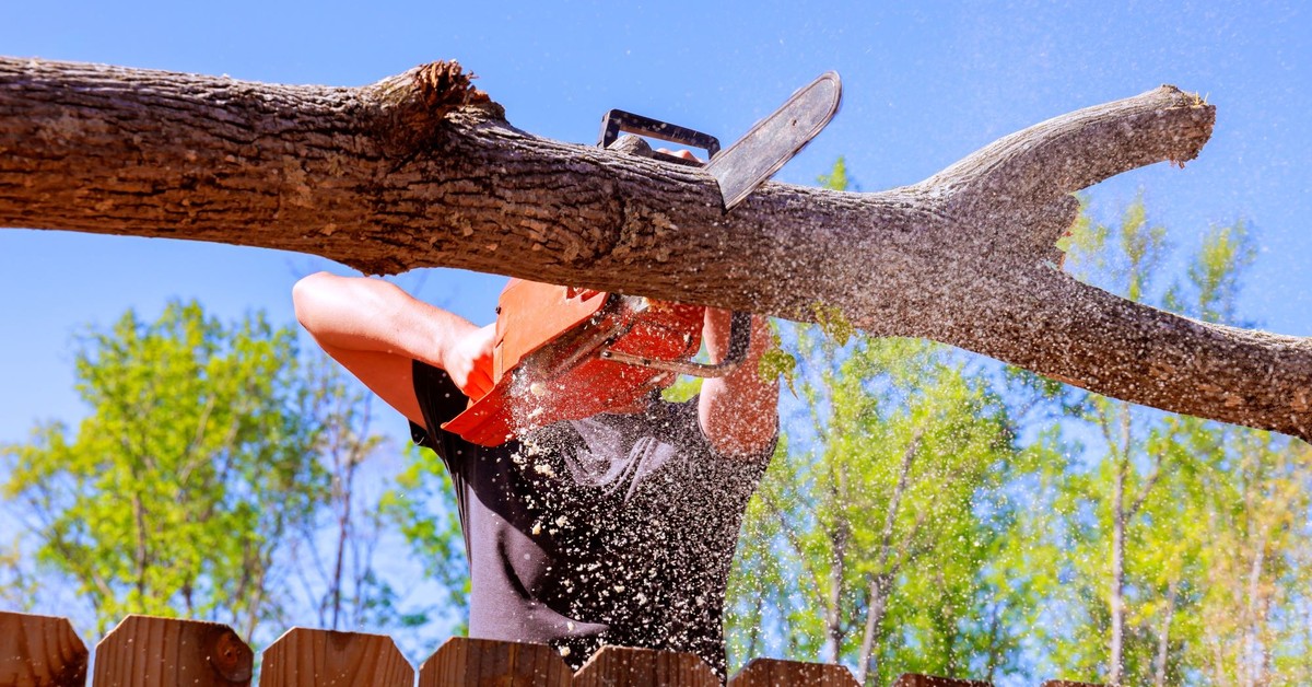 Od kiedy można wycinać drzewa w Polsce 2025? Do kiedy można wycinać drzewa na własnej posesji?