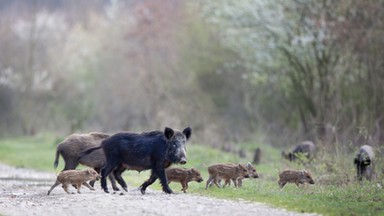 ASF na Podkarpaciu. Wojewoda: 11 ognisk w regionie