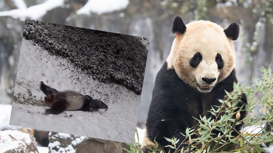 Panda bawi się na śniegu w zoo w Waszyngtonie