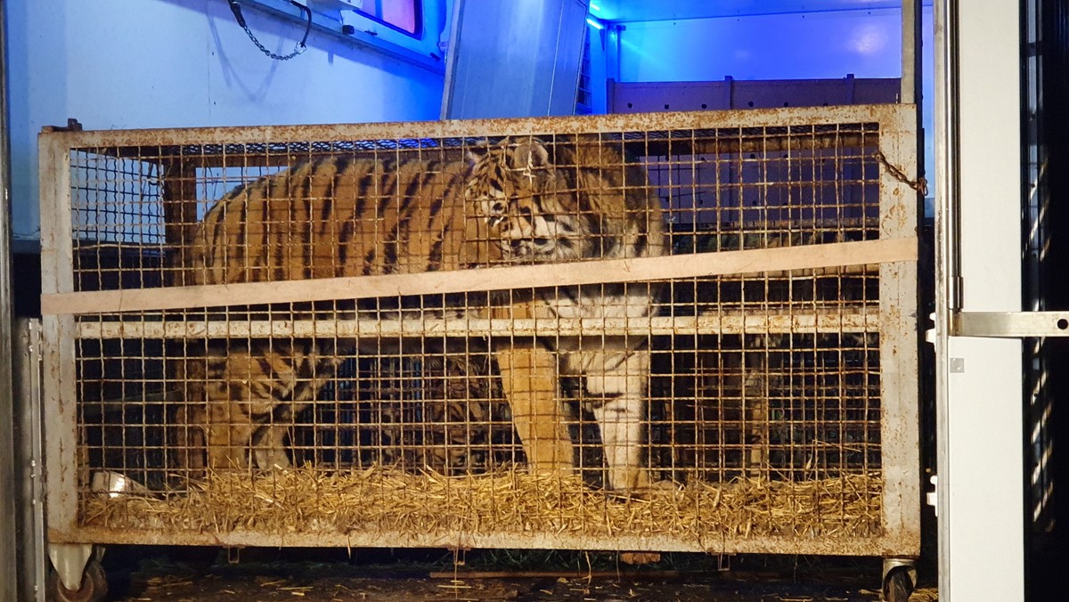 Od rana w poznańskim zoo trwa rozładunek klatek z tygrysami, które po północy dotarły do stolicy Wielkopolski.