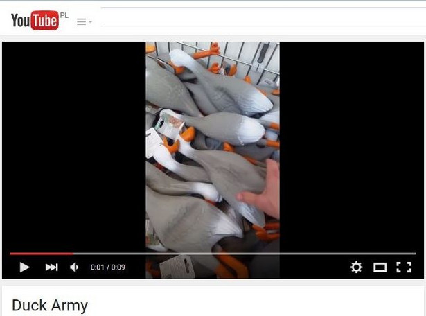 Armia kaczek podbija Internet [WIDEO]