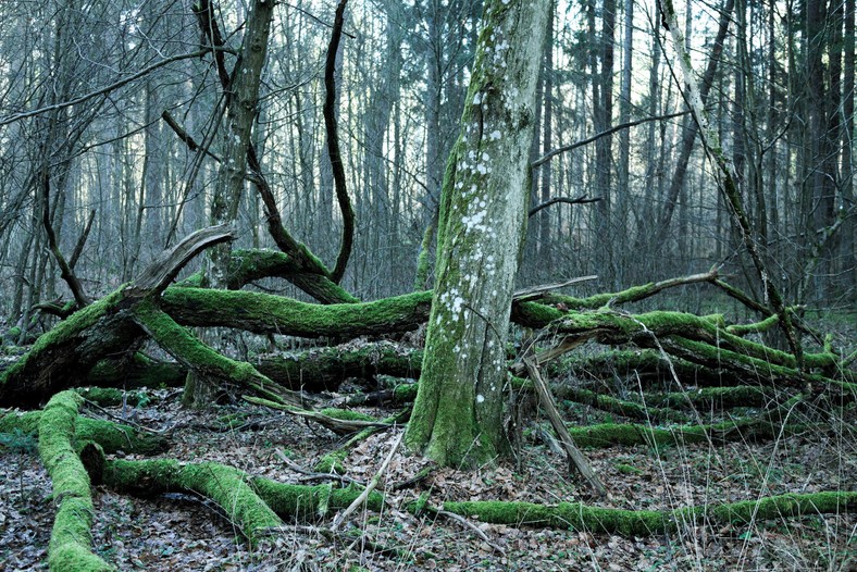 Puszcza Białowieska