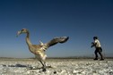 PTAKI SPAIN - ANIMALS - FLAMINGOS