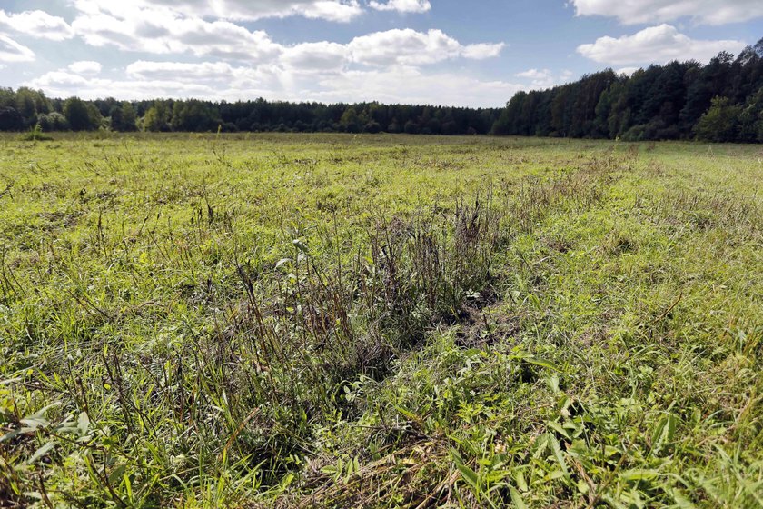 13 hektarów plonów poszło na marne