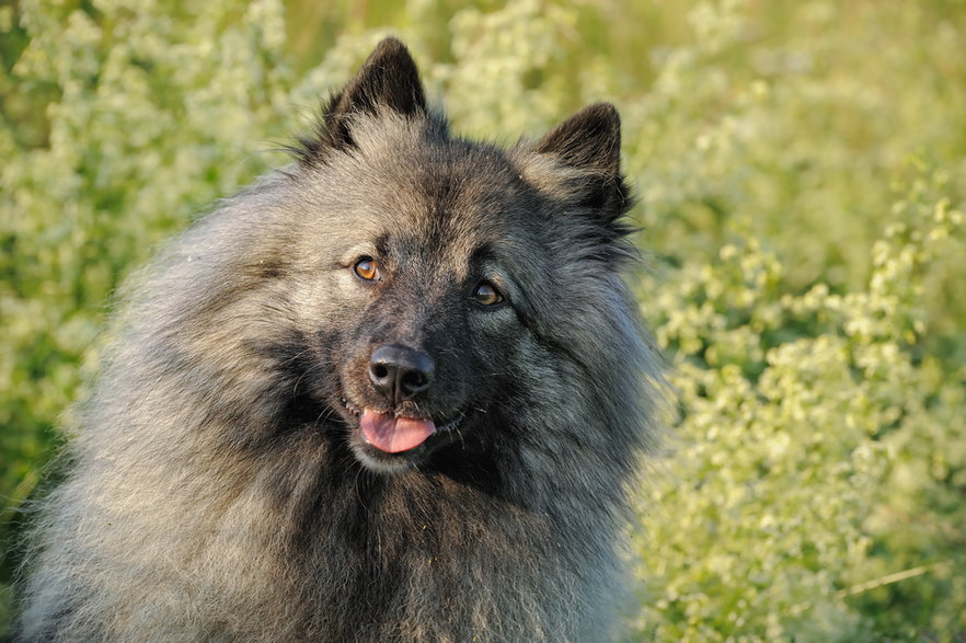 Szpic wilczy chętnie poddaje się szkoleniu i szybko uczy się komend - AnetaPics/stock.adobe.com