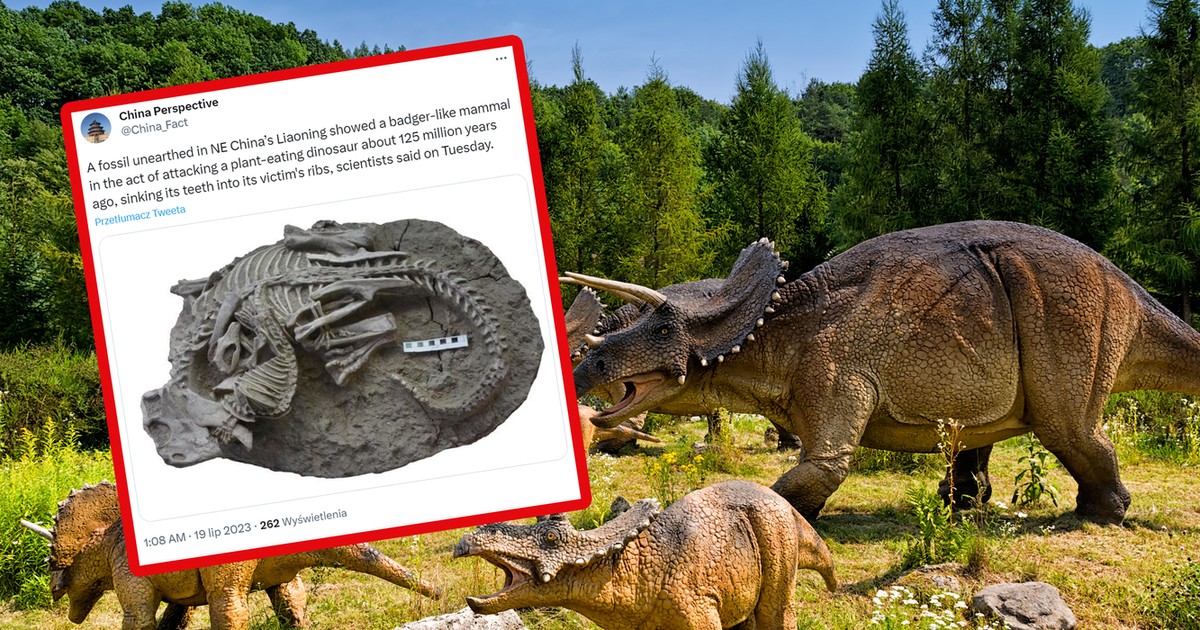 Mammals hunted dinosaurs.  The discovery in China leaves no illusions