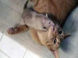 Żyją jak kot ze szczurem