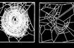Sieć pająków utkana pod wpływem kofeiny (po lewej stronie normalna pajęczyna)