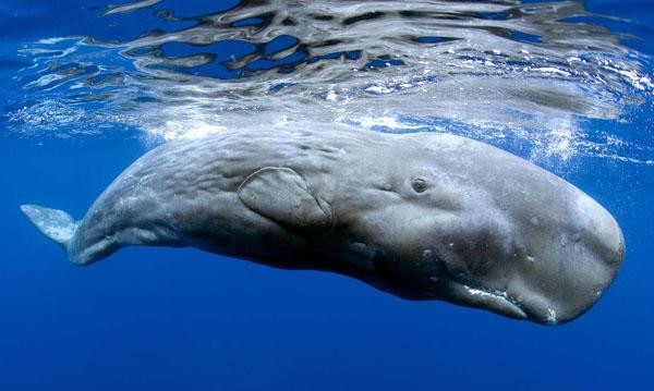 Niezwykła podróż w głębię oceanów