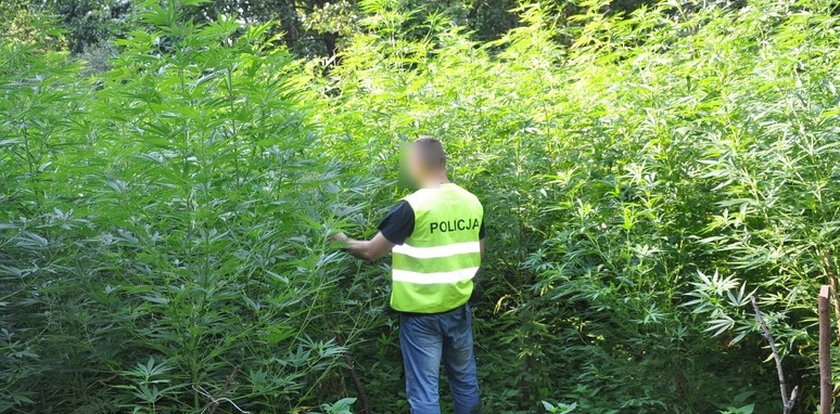 Znaleźli w lesie pole marihuany. Zobacz film