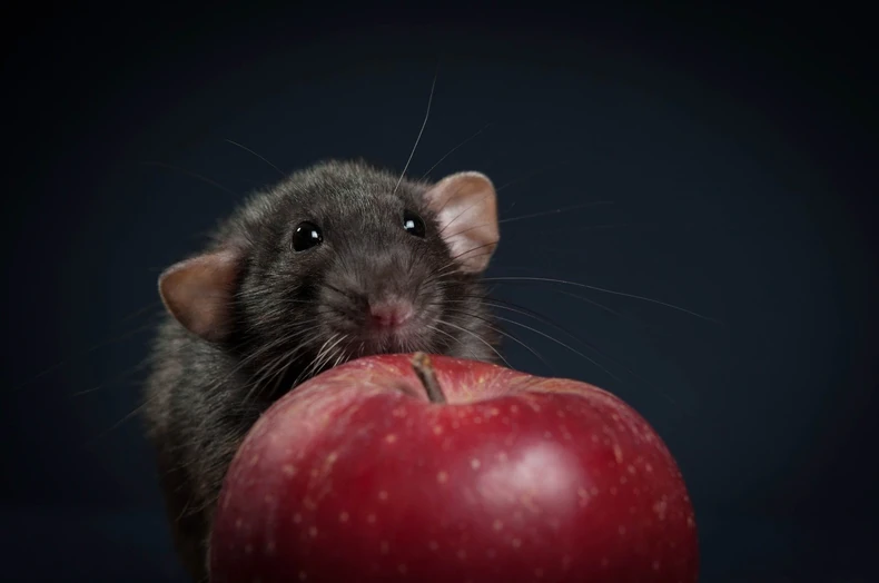 Možda ipak nisu ništa krivi: Istoričari duguju izvinjenje pacovima