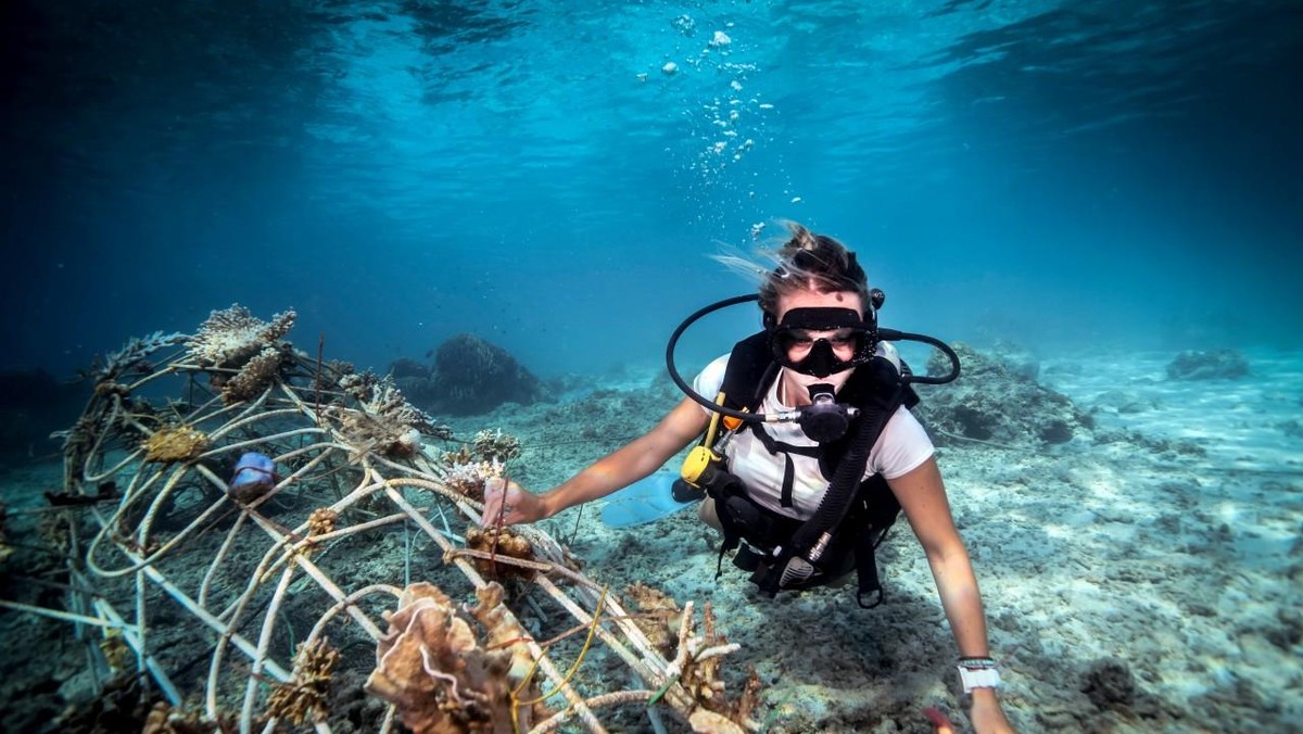 Underwater view of female diver fixing a seacrete on seabed, (artificial steel reef with electric cu