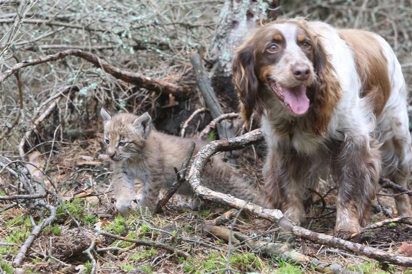 spanielka wychowuje rysia