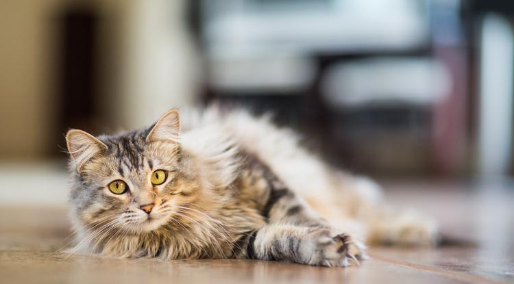 Nagyon sok cica mentette már meg gazdája életét Fotó: Getty Images