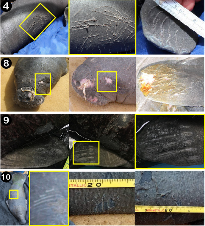 Ilustracja przedstawiająca rany i blizny wykryte u czterech osieroconych cieląt manatów antylskich uratowanych w Belize
