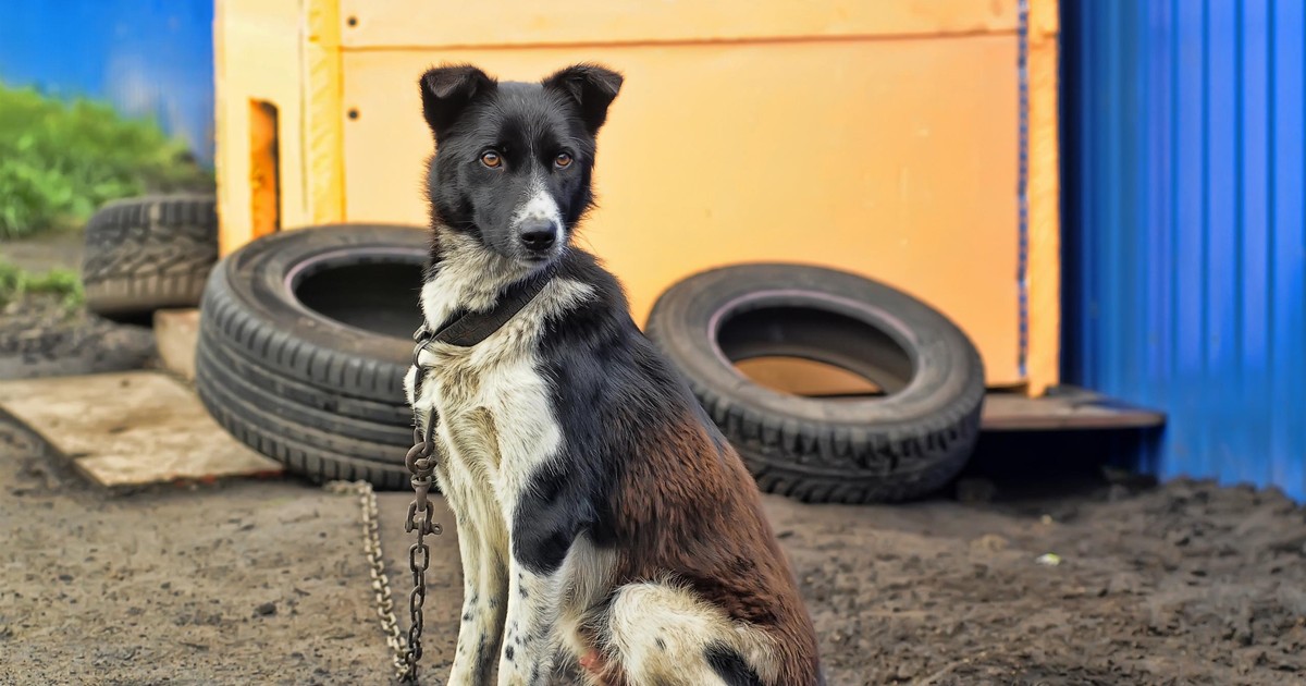 Nowe prawo dla właścicieli psów. Koniec męczarni na łańcuchu